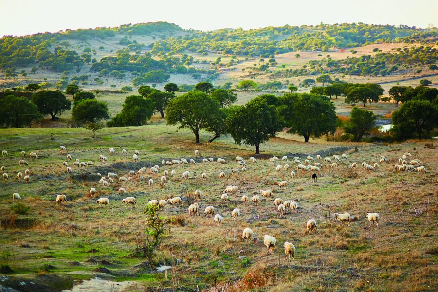 Mehr über den Artikel erfahren Sardinien